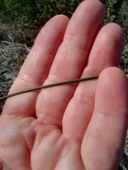 Thamnochortus punctatus