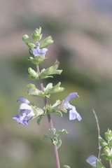 Salvia dentata