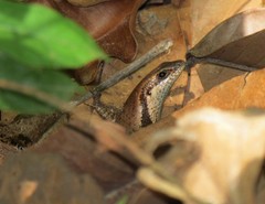 Copeoglossum nigropunctatum