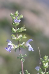 Salvia dentata