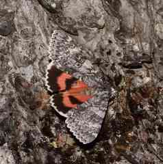 Catocala semirelicta