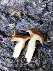 Lactarius luculentus laetus