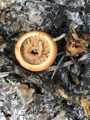 Lactarius luculentus laetus