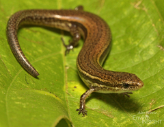 Cabinda Lidless Skink photo 2