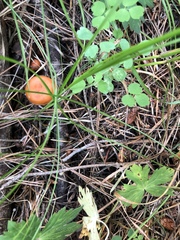 Lactarius luculentus laetus