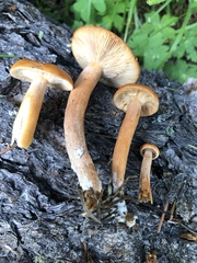 Lactarius luculentus laetus