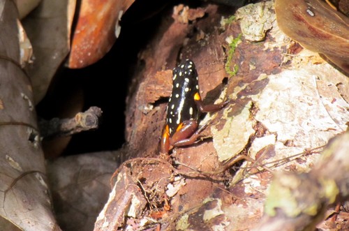 Brazil-nut Poison Frog, Adelphobates castaneoticus