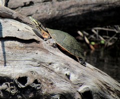 Phrynops geoffroanus