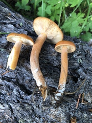 Lactarius luculentus laetus