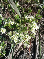 Diosma aspalathoides