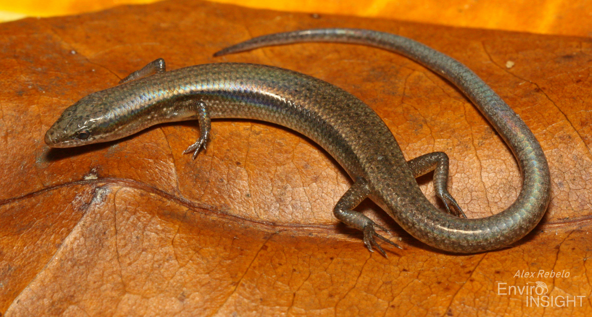 Eslizón Ojos de Serpiente de Cabinda (Panaspis cabindae