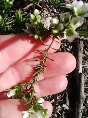 Diosma aspalathoides