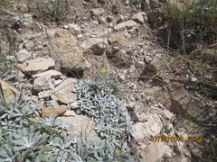 Erysimum meyerianum