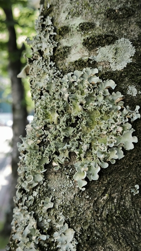 Parmotrema austrosinense