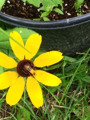 Chauliognathus pensylvanicus