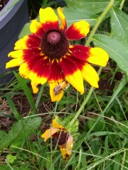 Chauliognathus pensylvanicus