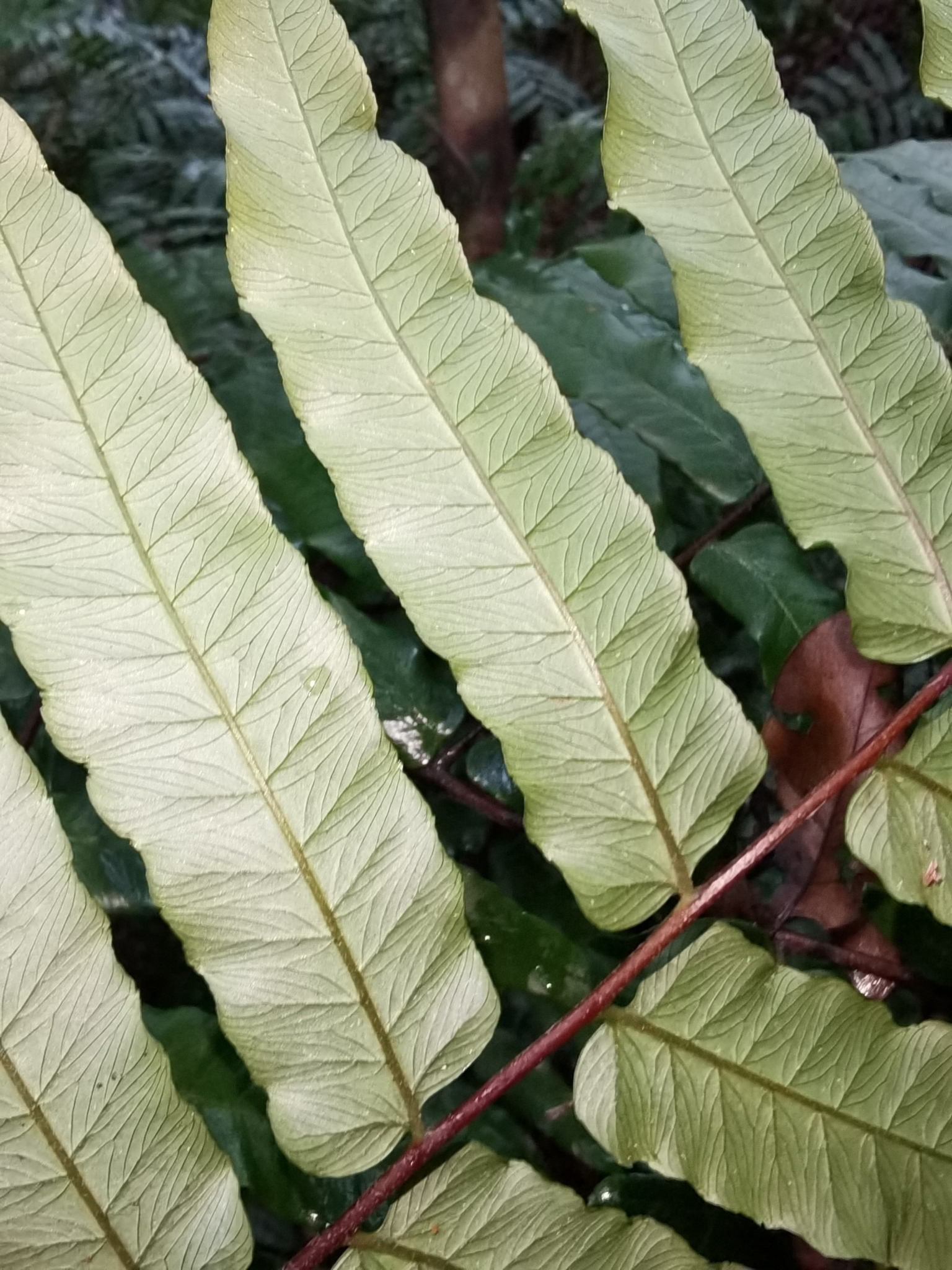 Gymnosphaera podophylla (Gymnosphaera podophylla)