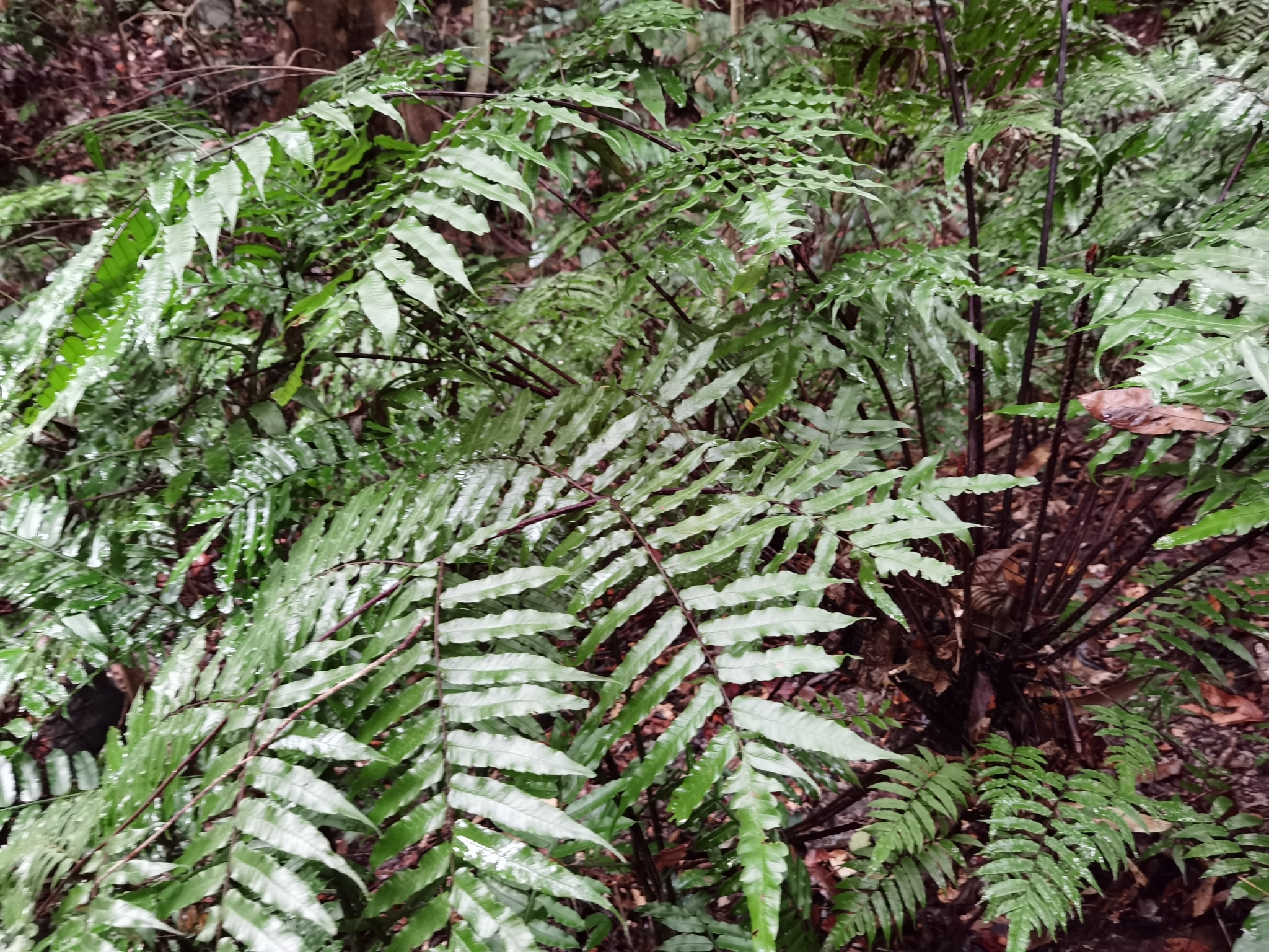 Gymnosphaera podophylla — ảnh 2