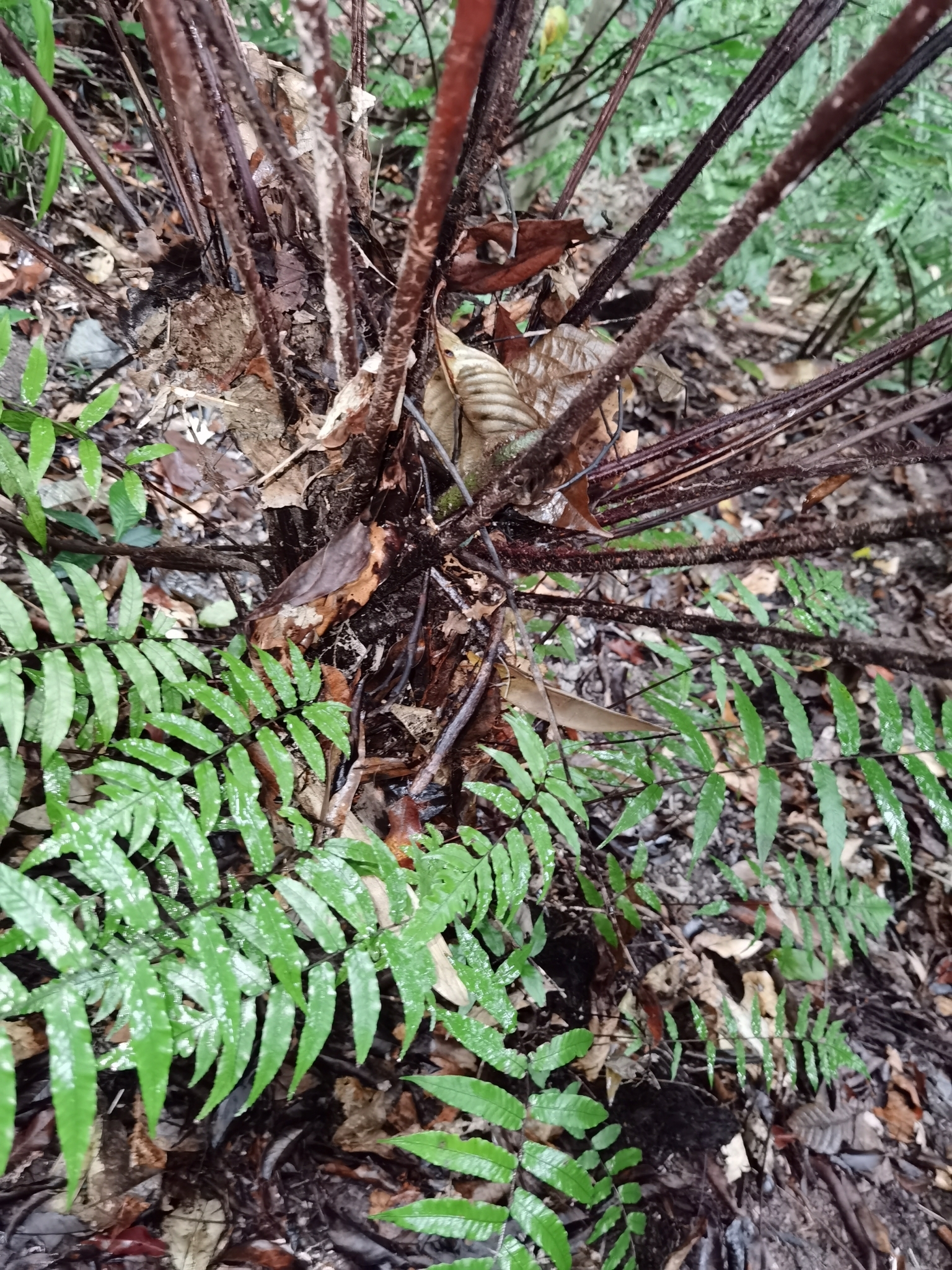Gymnosphaera podophylla — ảnh 3