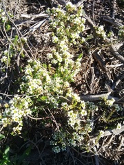 Diosma aspalathoides