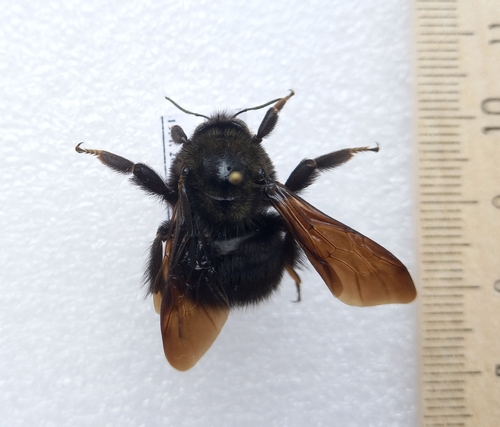 Bombus vogti