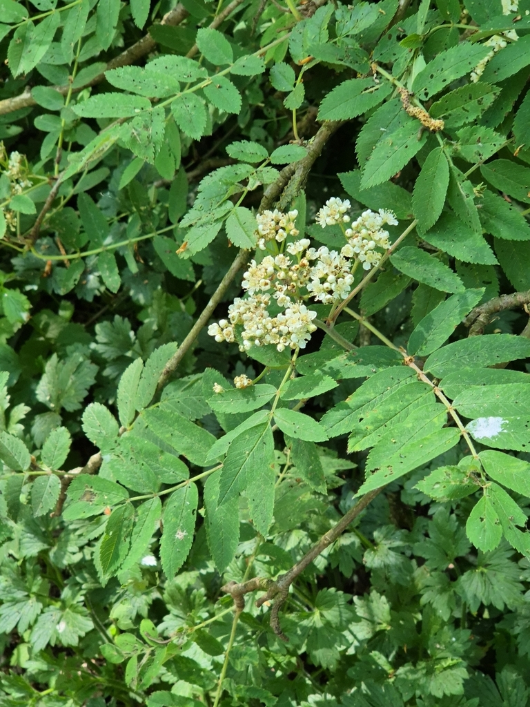 Crataegus
