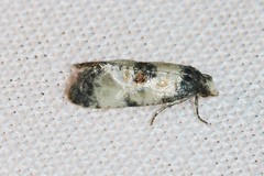 Neocochylis dubitana