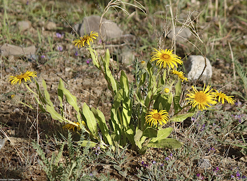 Pulicaria insignis