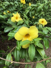 Allamanda