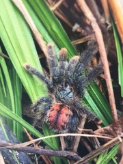 Avicularia avicularia