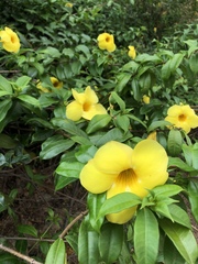 Allamanda
