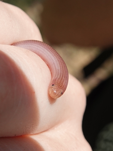 Eurasian Blind Snake, Xerotyphlops vermicularis