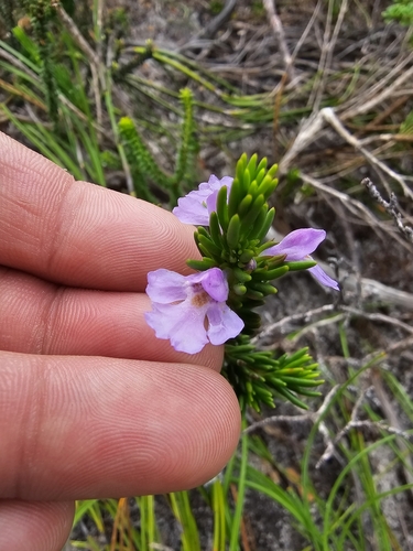 Image of Hemigenia purpurea by (c) Richard Dimon, some rights reserved (CC BY)