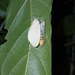 Lymantriinae