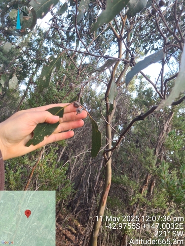 Eucalyptus johnstonii observed 2025-05-11