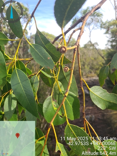 Eucalyptus johnstonii observed 2025-05-11