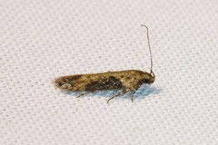 Scrobipalpa costella