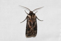 Agrotis vestigialis