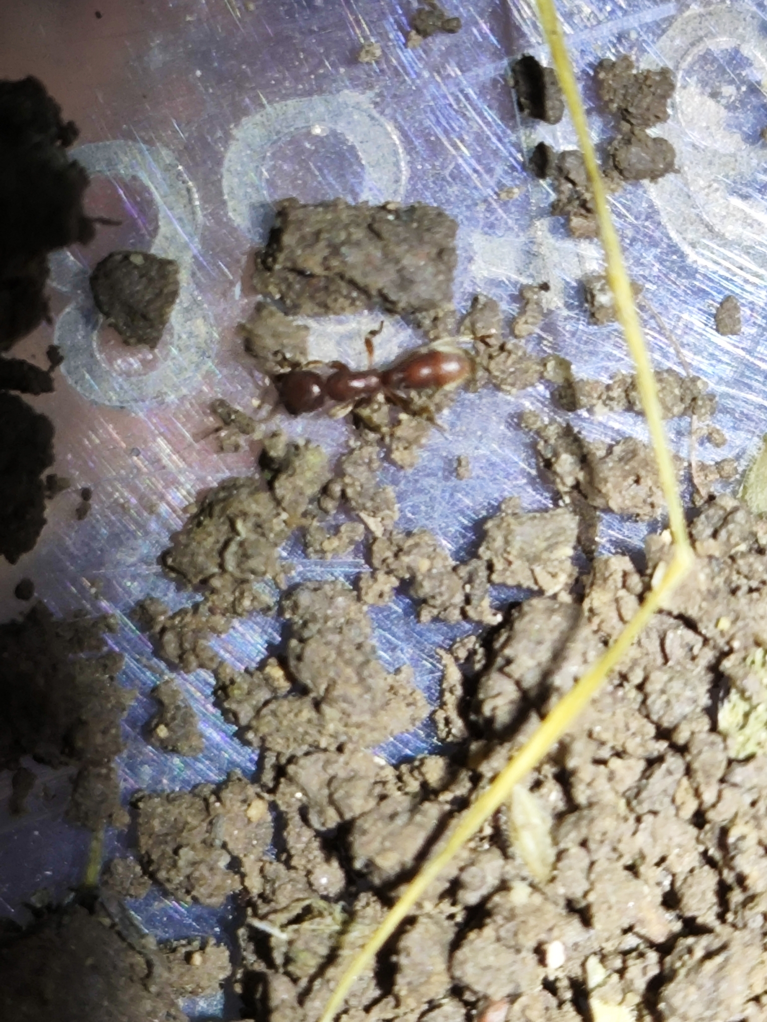 Proceratium bruelheidei