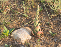 Crassula capitella nodulosa
