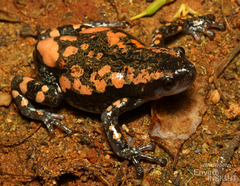 Newton's Rubber Frog photo 2