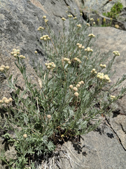 Artemisia albicans