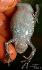 Newton's Rubber Frog photo 4