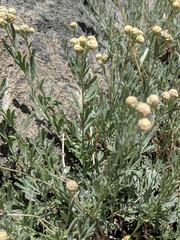 Artemisia albicans
