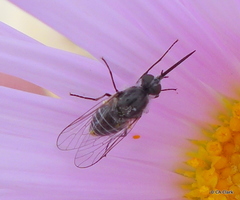 Apolysis