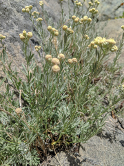 Artemisia albicans