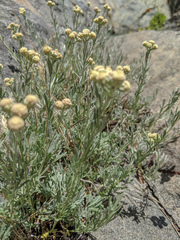Artemisia albicans