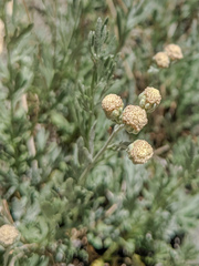 Artemisia albicans