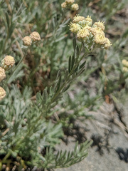 Artemisia albicans