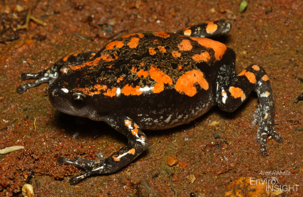 Newton's Rubber Frog